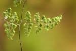 Image result for Pityrogramma argentea