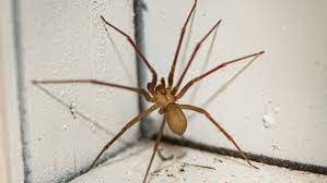 Comment faire fuire les araignées. Anti Araignee Naturel Comment Se Debarrasser De Notre Crainte
