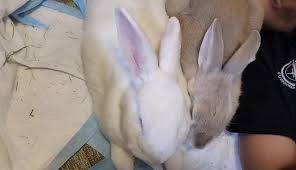 Image result for tbn:nuNU7FPK4A54yM::rvforsaleguide.com/images/bunny-resting-picture.jpg