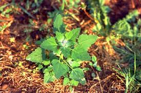 If you suspect problems from any of the dog poisonous plants listed, the suggested treatment is to induce vomiting. Plants Poisonous To Livestock Animal Science Cornell University