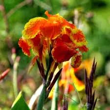 Canna lily makes the perfect thriller center for an outdoor container. How To Plant And Grow Canna Lily In Ponds Canna Cleopatra Pond Informer