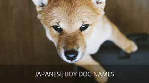But now that you've found the p. Ultimate List Of The Top 150 Japanese Dog Names Popular Asian And Kawaii Dog Names For Puppies