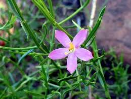 Image result for Chironia