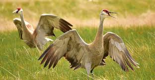 Maybe you would like to learn more about one of these? Sandhill Crane The Animal Facts Appearance Diet Habitat Lifespan