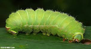 The caterpillars may even appear to be a leaf in order to blend in with their surroundings from nope.if the caterpillars are big enough and the doggies are small enough, then they still wouldn't eat them since caterpillars are herbivores. Moth Caterpillar Photos