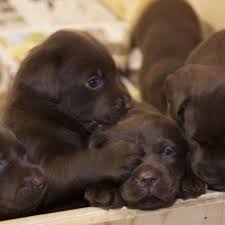Don T Look It S Scary Out There Chiens Sauvages Animaux Chien