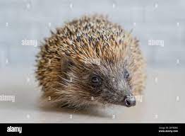 A hedgehog is any of the spiny mammals of the subfamily Erinaceinae, in the  eulipotyphlan family Erinaceidae Stock Photo - Alamy