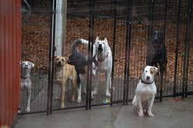113,772 likes · 1,218 talking about this · 19,224 were here. Pamplin Media Group State Files To Shut Down Scappoose Dog Rescue