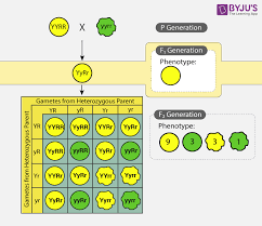 Di Hybrid Cross And Inheritance Of Two Genes An Overview