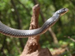 The chicken snake name comes because farmers have found these snakes around chicken coops. Common Non Venomous Snakes In South Carolina Www Scliving Coop