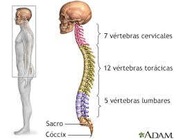 La mayoría de las veces, la cervicitis no provoca signos ni síntomas, por lo que solo te enterarás de que tienes la enfermedad después de que el médico realice un examen pélvico. Spanish Hie Multimedia Espondilitis Anquilosante