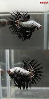Untuk mengembangbiakkan cupang, satu ekor betina. Fwbettasct1427881990 Black Dragon Ct Male Aa389 Betta Betta Fish Betta Fish Types