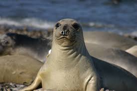 Maybe you would like to learn more about one of these? Arti Mimpi Anjing Laut Ibnu Sirin Ahli Tafsir Mimpi