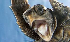 Join dory and the rest of the deep sea crew in dory's reef cam, now streaming on disney+. Delighted Baby Turtle Smiles As His Released Into The Ocean For The First Time Daily Mail Online