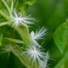 - ☆美蝶鳥散歩ー高尾・湯殿川 - FC2