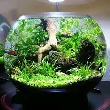 See more ideas about fish care, fish supplies, fish. All Credit To Jp72363 On Instagram As The Owner Of This Content Indoor Garden Who Has Neither Ba Indoor Water Garden Small Water Gardens Fish Tank Plants