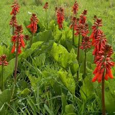 Image result for Erythrina zeyheri