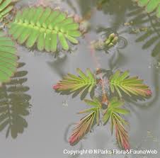 Image result for Neptunia oleracea