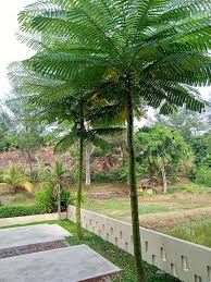 Image result for Schizolobium parahyba