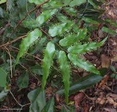 Image result for Lygodium kerstenii