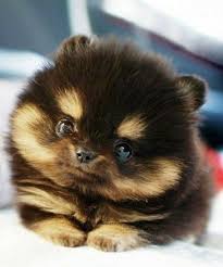 25 Animals Who Are Genuinely Interested In What You Have To Say Cute Animals Baby Animals Animals
