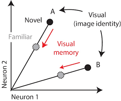 What is the connection between visual processing and spd (sensory letters or words are reversed or inverted when reading and/or when writing (this is normal for what it is: Single Exposure Visual Memory Judgments Are Reflected In Inferotemporal Cortex Elife