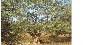 Image result for Pterocarpus lucens