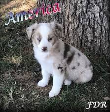 We are dedicated to this breed & cut no corners when… texas heeler (australian cattle dog (blue heeler) x australian shepherd) great versatility dogs with personality!! Miniature Australian Shepherd Puppy For Sale In Forestburg Tx Adn 4 Australian Shepherd Puppy For Sale Miniature Australian Shepherd Puppies Shepherd Puppies