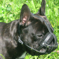 It has light weight and super ventilated design that will perfectly fit small dogs with flat snout. French Bulldog Dog Muzzle Dog Muzzle Leather Dog Muzzles Wire Dog Muzzle Dog Muzzle Training Basket Dog Muzzle Small Dog Muzzle Dog Leashes