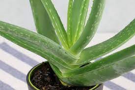 Aloe vera, eine immergrüne pflanze mit wertvollen wirkstoffen, sie gehört den sukkulenten an. Aloe Vera Haltung Der Pflanze Pflege Giessen Und Umtopfen