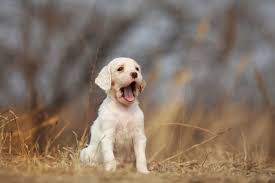 Check spelling or type a new query. English Setter Dog Breed Info Pictures Traits Facts Doggie Designer