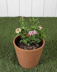 Image result for Lantana