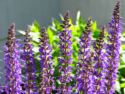 Check spelling or type a new query. 5 Long Blooming Perennials That Add Color To Your Garden Year After Year Hobby Farms