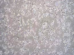 Image result for Silver Grey 1999 AAV