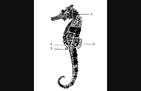 Seram, video langka ini ungkap ritual panda raksasa kawin di alam liar. Cara Kuda Laut Melangsungkan Perkawinan 2 Dari Laut