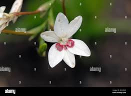 Image result for Freesia grandiflora