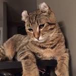 Highland Lynx Breed information - American Exotic Cats