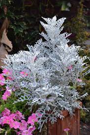 銀葉菊、細裂銀葉菊、雪葉菊、白妙菊– 菁芳園綠生活