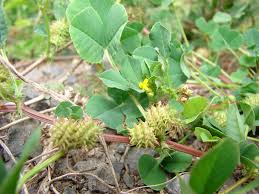 Image result for Medicago polymorpha