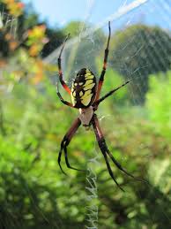 Check out this video to see where the spider came from! Spider In The Backyard Spider Pictures Spider Garden Spider