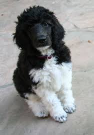 Black And White Standard Poodle Puppies For Sale Sweet Myla Waiting For Her Treat 3 9 Weeks Old Dog Training Poodle Poodle Puppy