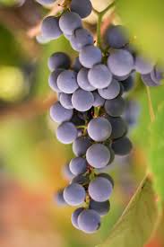 Homemade Grape Juice (Step by Step)