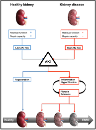 Image result for Renal Function