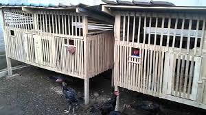 12 Unik Desain Kandang Ayam Anakan Kandang Ayam Bangkok Dan Ayam Birma Kandangayammudah Kandangayampetelur Kandangayampetelur Kandang Ayam Desain Kandang