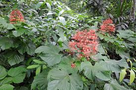 Image result for Clerodendrum pusillum
