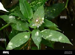 Image result for Aneilema