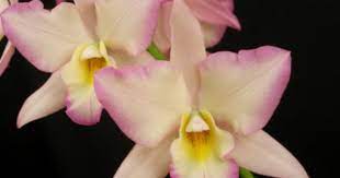Check spelling or type a new query. Iwanagara Apple Blossom Mendenhall Blooming Orchid Cattleya Orchid Cattleya