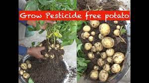 Grow Potato In A Bucket With English Subtitle Youtube Growing Potatoes Planting Potatoes Potatoes