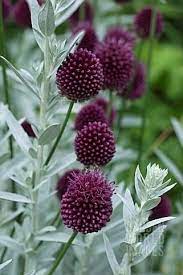Linprobable Coup De Coeur Flowersgardenlove Drumstick Alliums An Flowers Beautiful Flowers Flower Garden Purple Garden