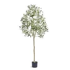 Selected Olive Treee